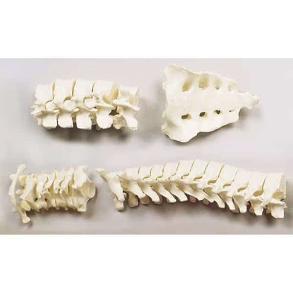Anatomical Model, Complete Vert Column w/Sacrum & Coccyx Loosely Strung