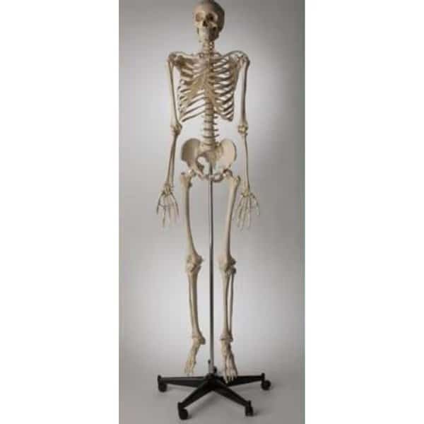 Anatomical Model, Prem Special Edition Skltn Sacral Mount
