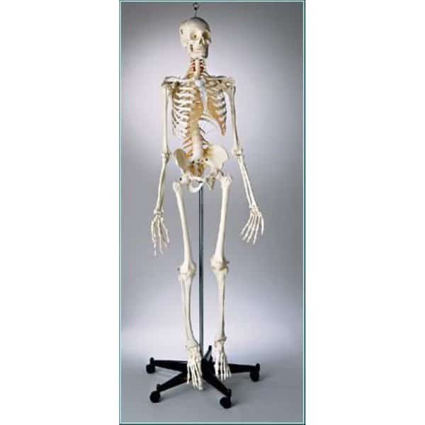 Anatomical Model, Prem Flex Skltn w/Female Pelvis Sacral Mount