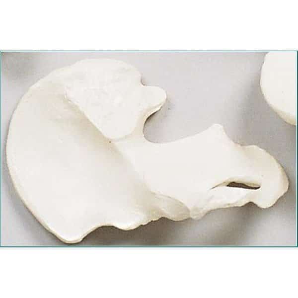 Anatomical Model, Innominate Bone (Right side)