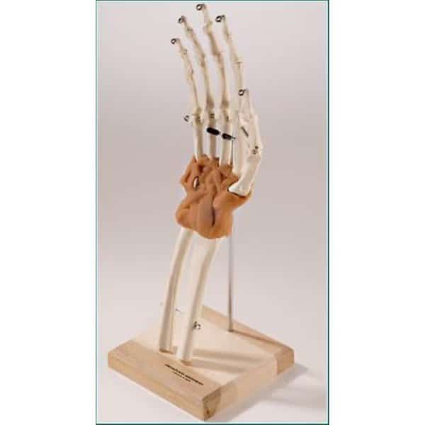Anatomical Model, Ultraflex Ligamented Functional Hand & Wrist Replica
