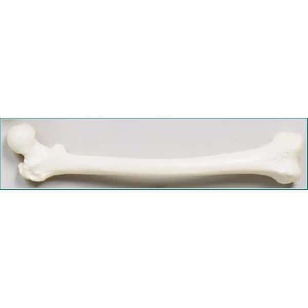 Anatomical Model, Femur Bone (Right Side)