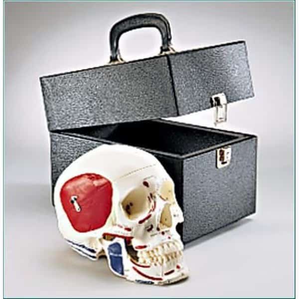 Anatomical Model, Prem Skull w/Painted & Labeled Muscles w/Case