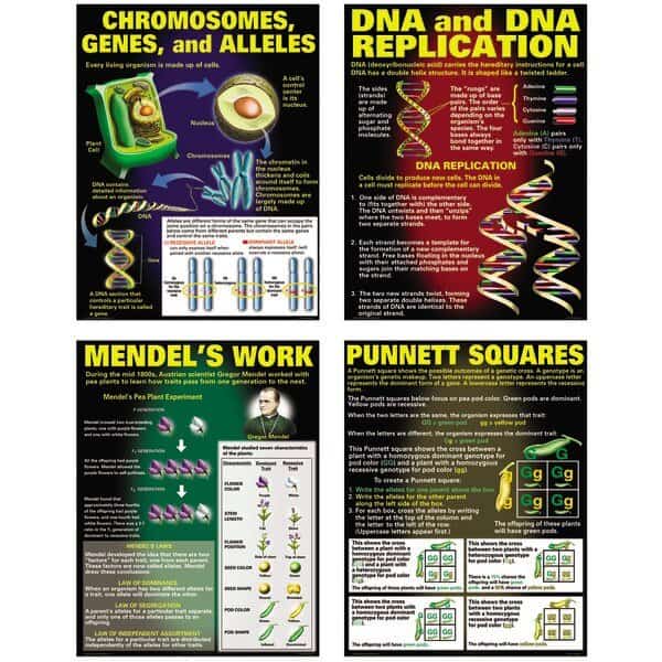 DNA And Heredity Poster Set
