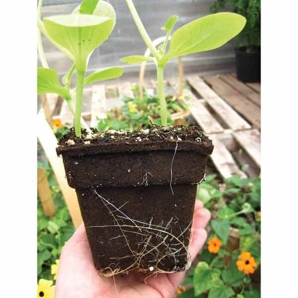 No 4 Square CowPots 450mL/cell, PK450