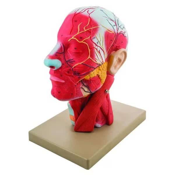Model, Human Head, Cross sectional, Neck, Life Size, Cranium