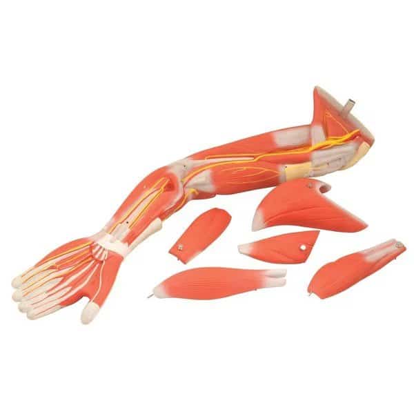 Model of Human Muscular Arm, 5 removable muscles, On Stand, 22" long