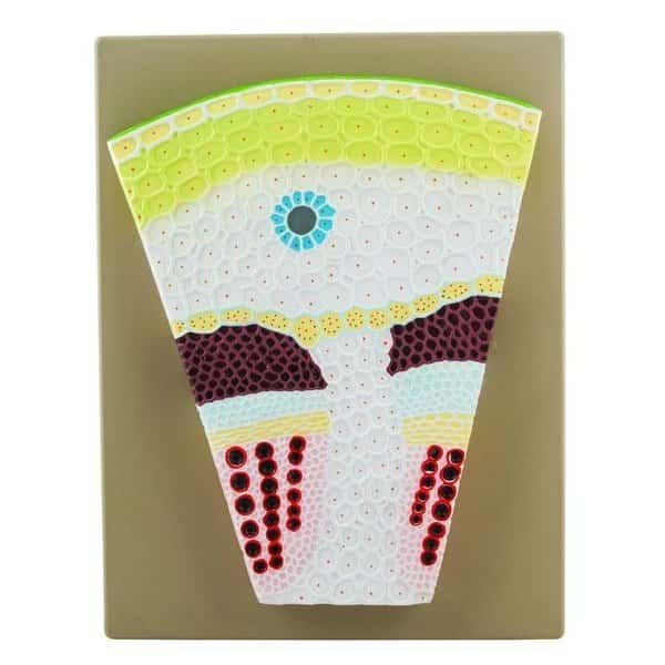Premium Dicot Stem Model On Base: Transverse Section, Magnified