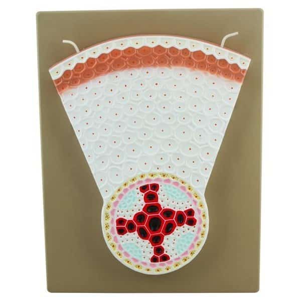 Dicot Root Model - Transverse Section with Hand Painted Details