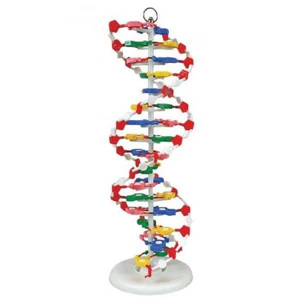 Dna Model,Pre-Assembled, Mfr#: DNAM01, UNITED SCIENTIFIC