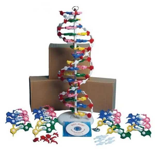 Dna Model (One Model, Unassembled)
