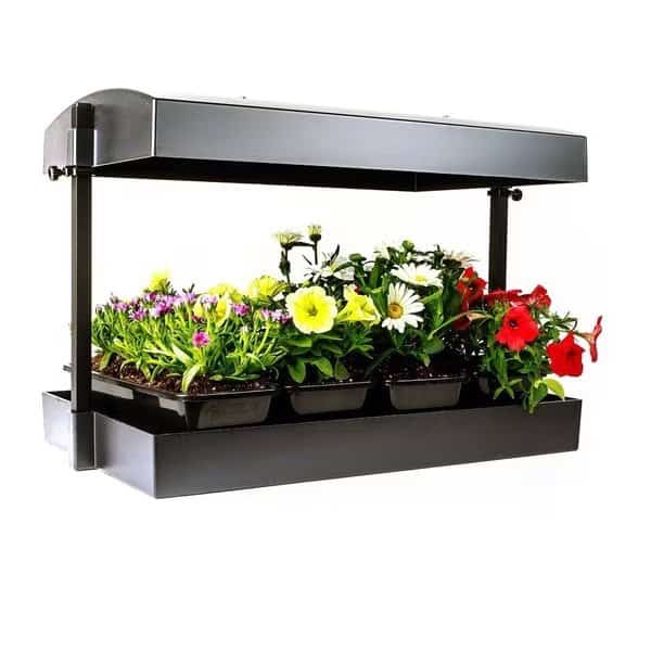 Growlight Garden, Black