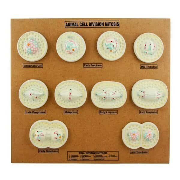 Eisco Animal Cell Mitosis Model
