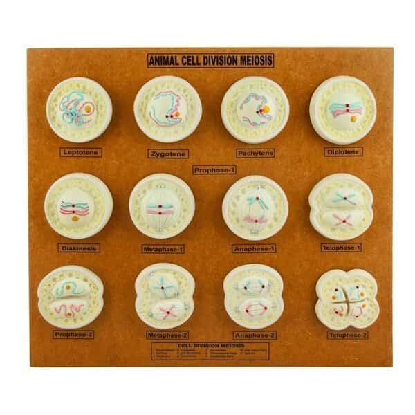 Eisco Animal Cell Meiosis Model