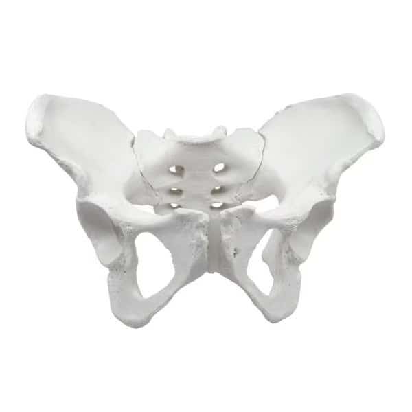 Eisco Labs Female Pelvis / Pelvic Skeleton Bone Model