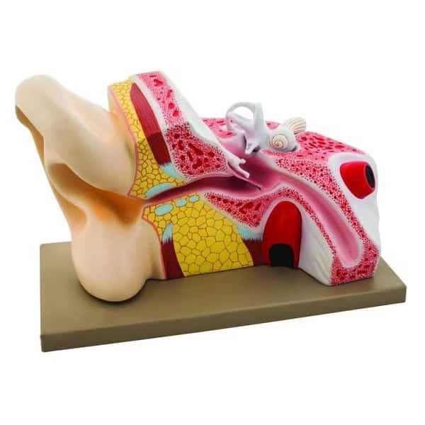 Eisco Labs Human Giant Human Ear Model 5 Times Full size, Eisco Scientific, Mfr#: AM0040