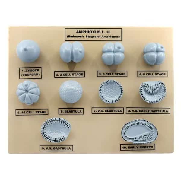 Amphioxus Embryonic Stages Model, 3-D, Mounted on Base, 10"x9"