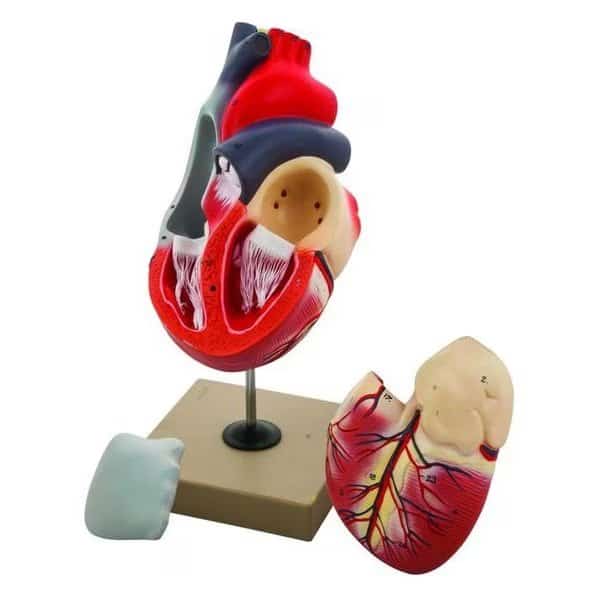 Eisco Labs Human Heart Model, 2x Life Size, 3 Part, 12" Tall