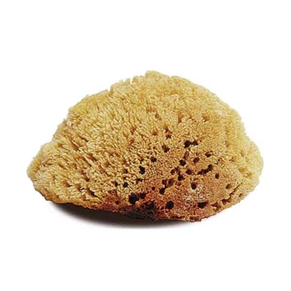 Natural Body Sponge Large