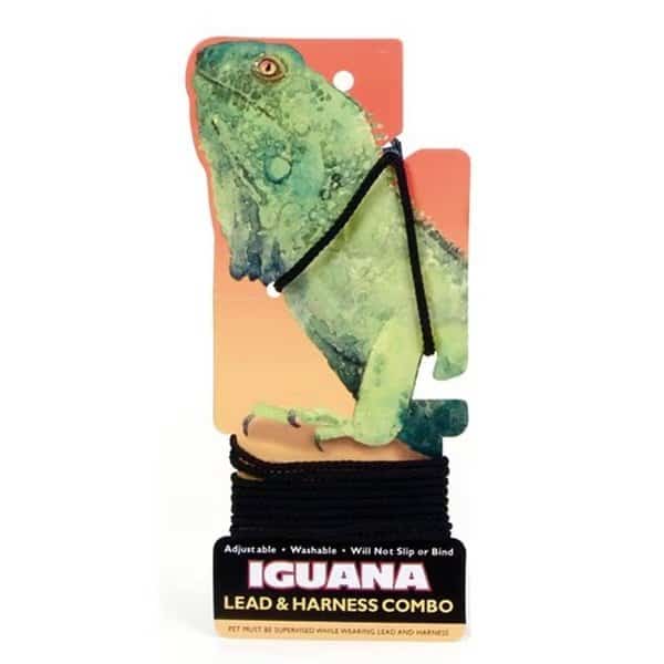 Iguana Leash Combo