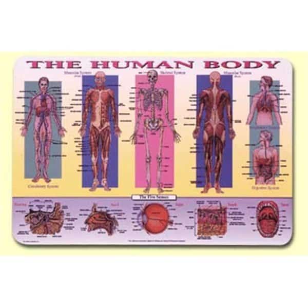 Human Body Placemat 4PK