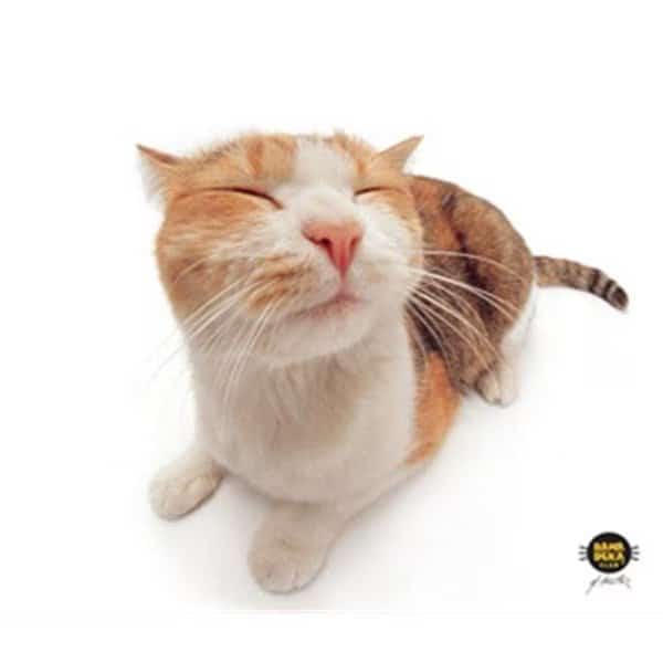 ALLSOP 29595 Microfiber Cleaning Cloths (Pet Me Cat)