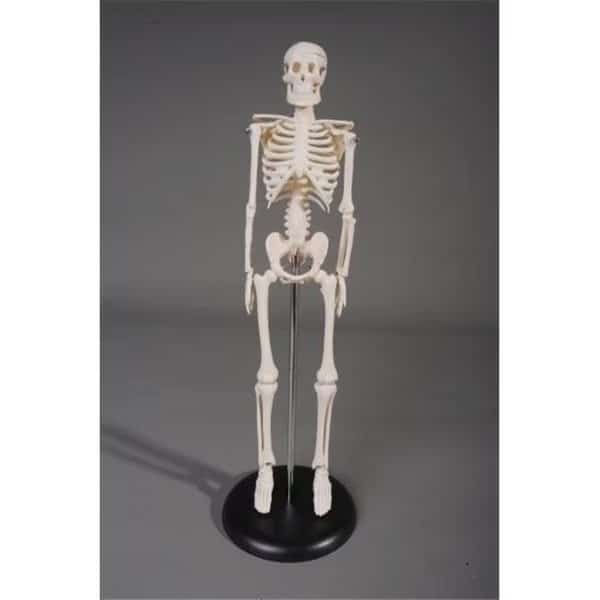 Skeletons and More SM142 17 in. Tiny in. Harvey Skeleton