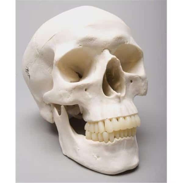 Skeletons and More SM200D 2nd Class Harvey Skull