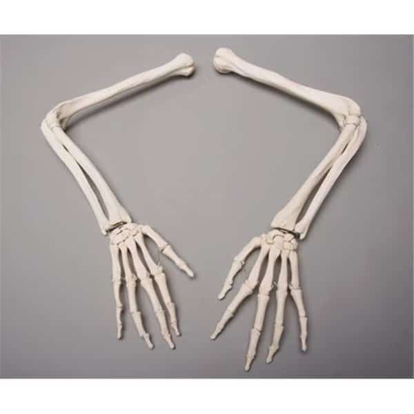 Skeletons and More SM370D Skeleton Arms  Left and Right