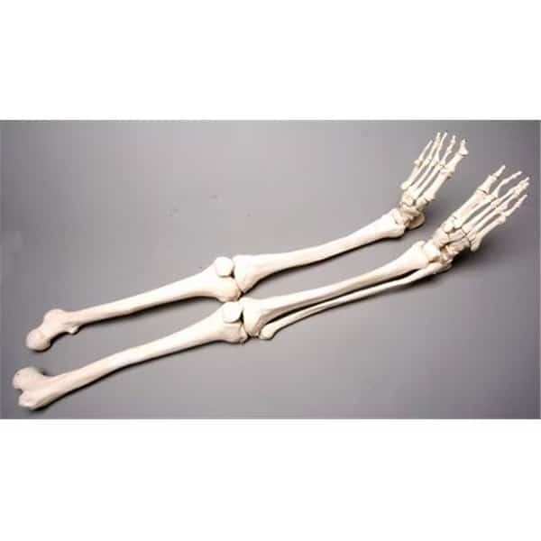 Skeletons and More SM380DL Left Skeleton Leg