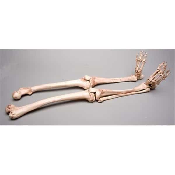 Skeletons and More SM380DRA Aged Right Skeleton Leg
