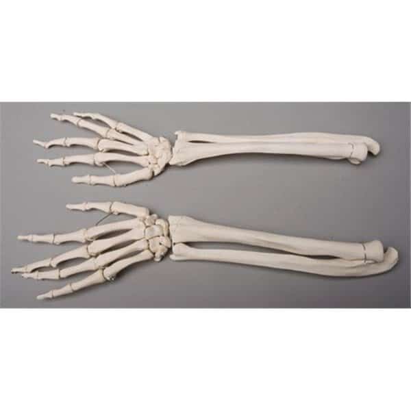 Skeletons and More SM372D Forearms  Left and Right