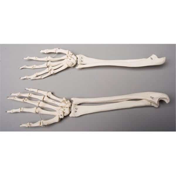 Skeletons and More SM372DL Left Forearm