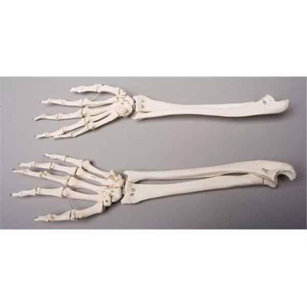 Skeletons and More SM372DR Right Forearm