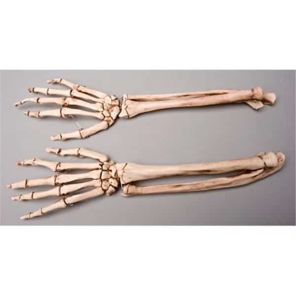 Skeletons and More SM372DRA Aged Righ Forearm, Skeletons And More, Mfr#: SM372DRA