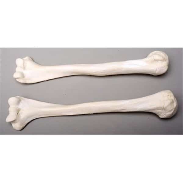 Skeletons and More SM374D Humerus Bones  Left and Right