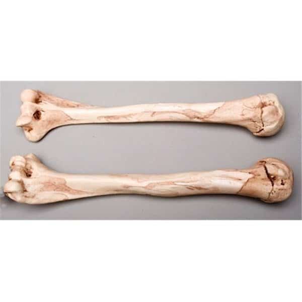 Skeletons and More SM374DA Aged Humerus Bones  Left and Right