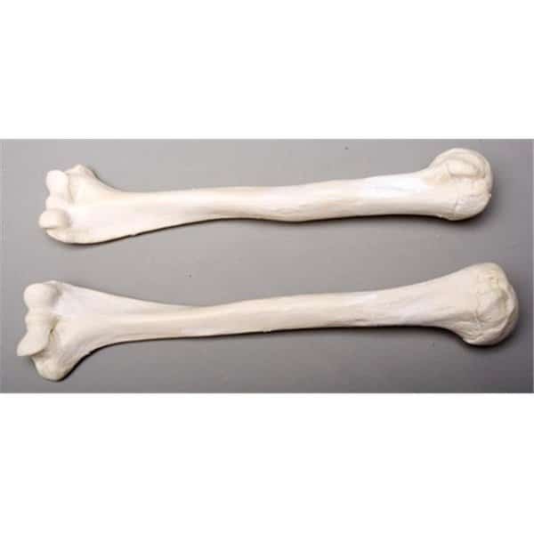 Skeletons and More SM374DR Right Humerus Bone, Skeletons And More, Mfr#: SM374DR