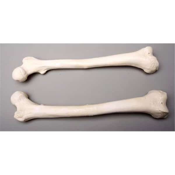 Skeletons and More SM384D Femur Bones  Left and Right