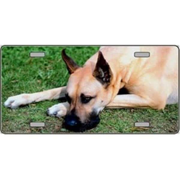 Great Dane Dog Pet Novelty License Plates- Full Color Photography License Plates