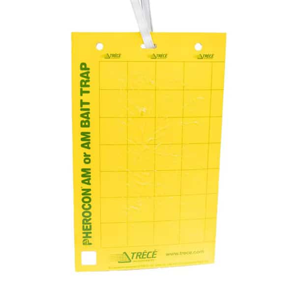 Pherocon Baited AM Yellow Sticky Traps with Ties, PK25